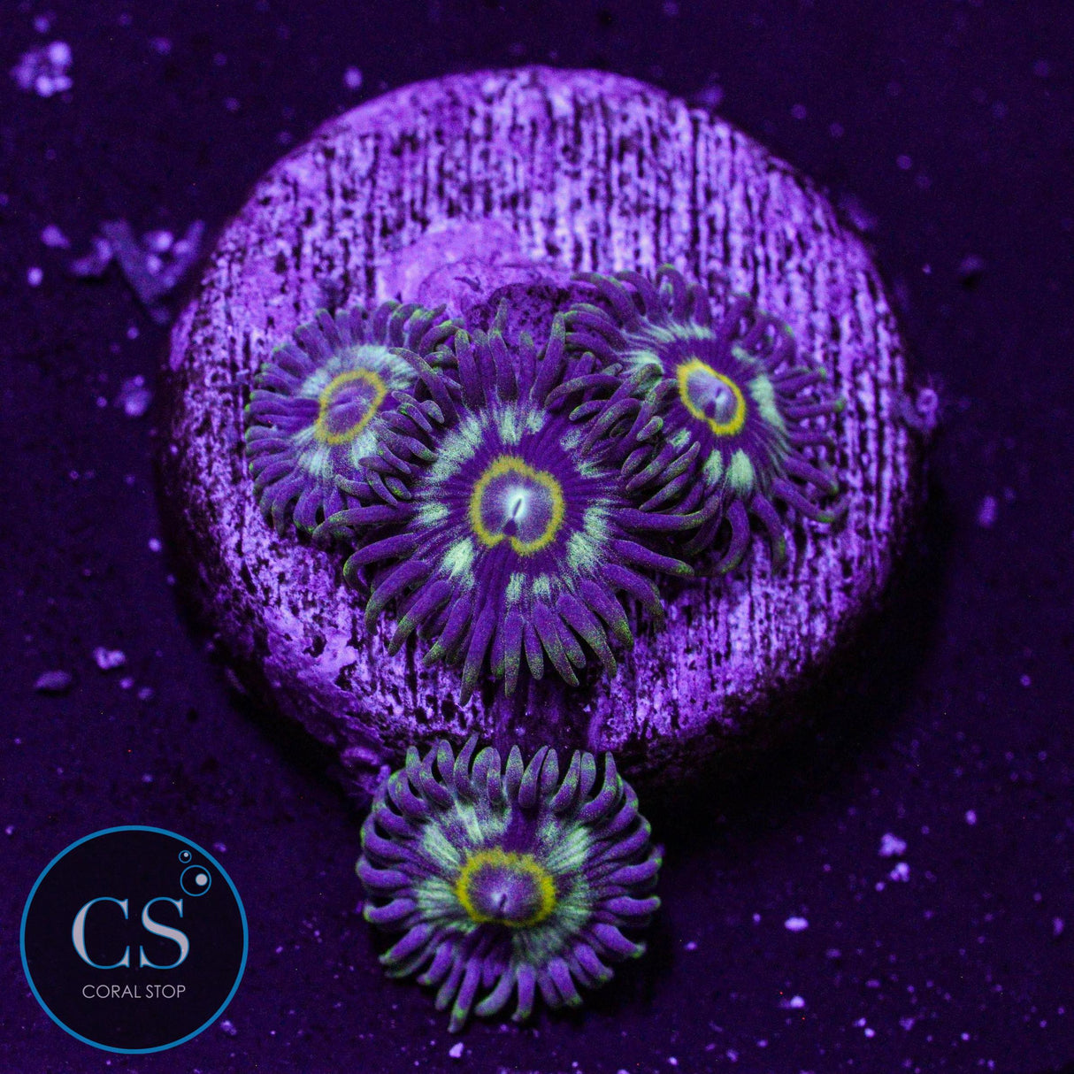Spectral Hornet Zoa