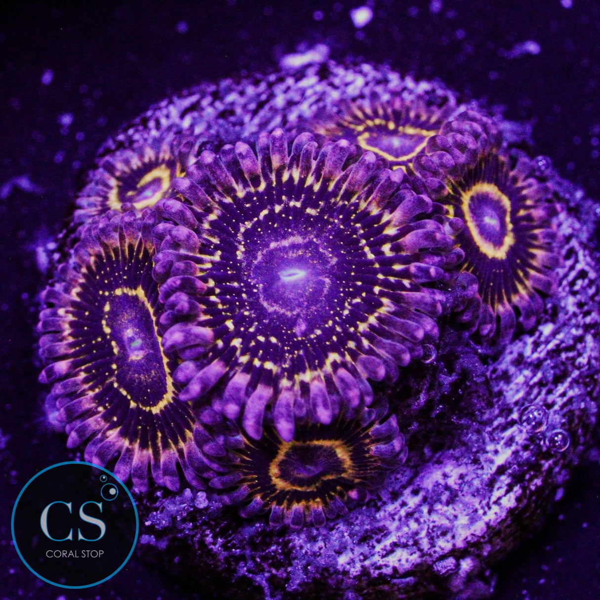 Stratosphere Zoa