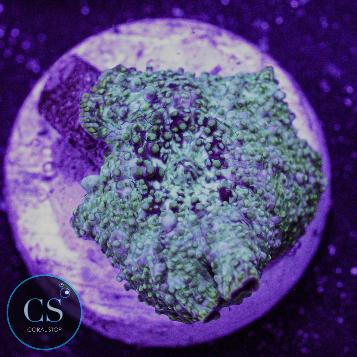 Uranium Gas Mushroom