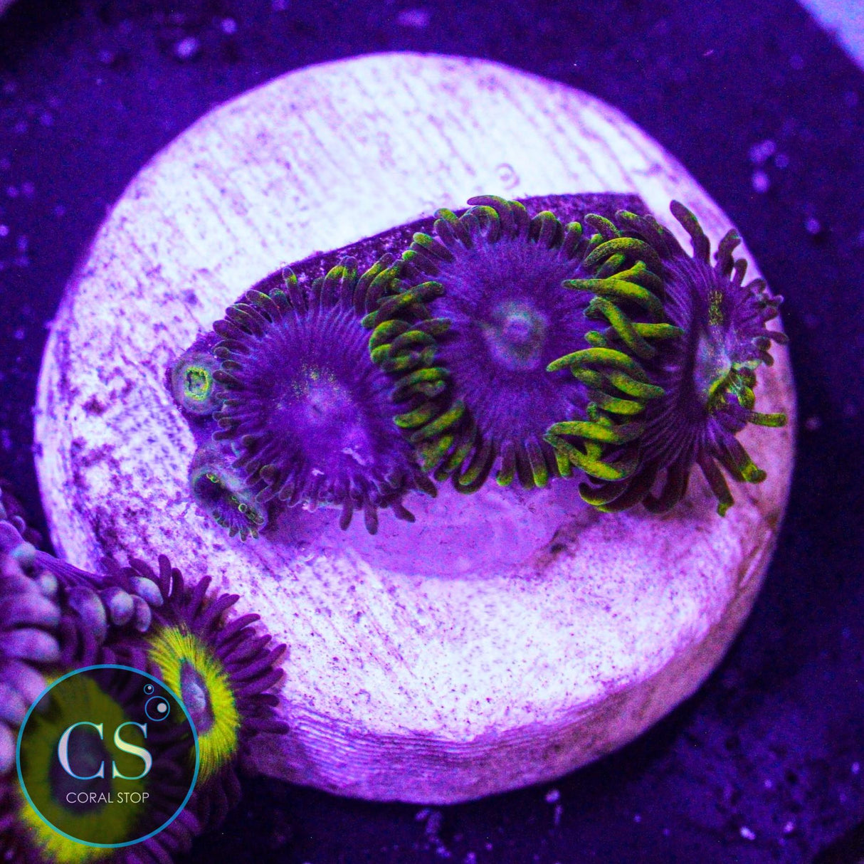 CS Electric Sapphire Zoa