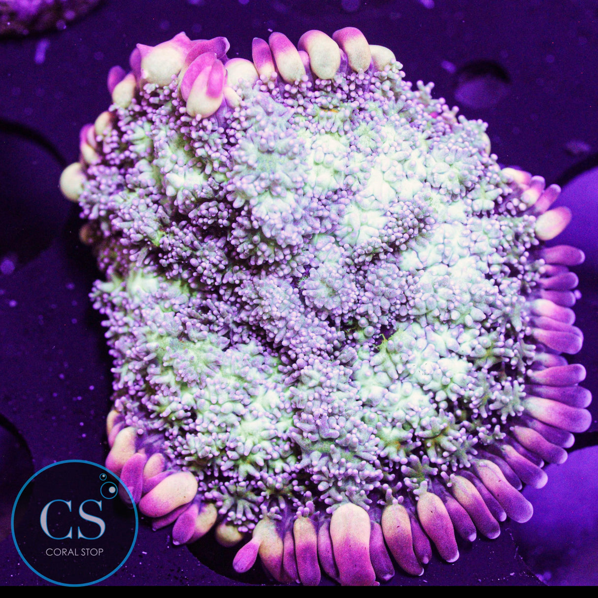 Ultra Frankenstein's Monster Bounce Mushroom
