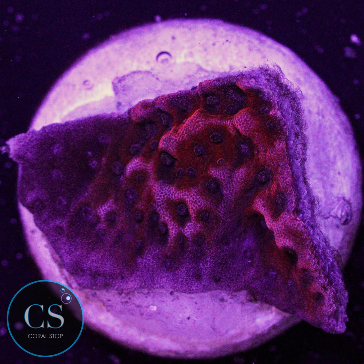 Dragon Stone Montipora