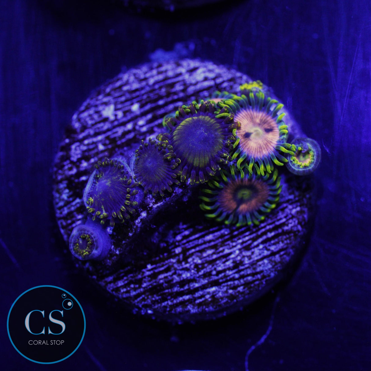WWC LASER LEMON ZOA
