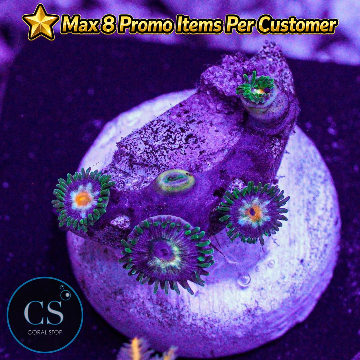 JF Stargazer Zoa