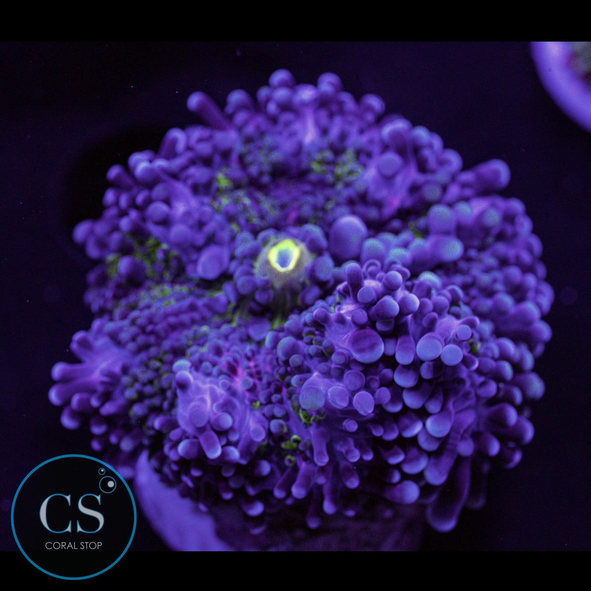 Rainbow Yuma Mushroom