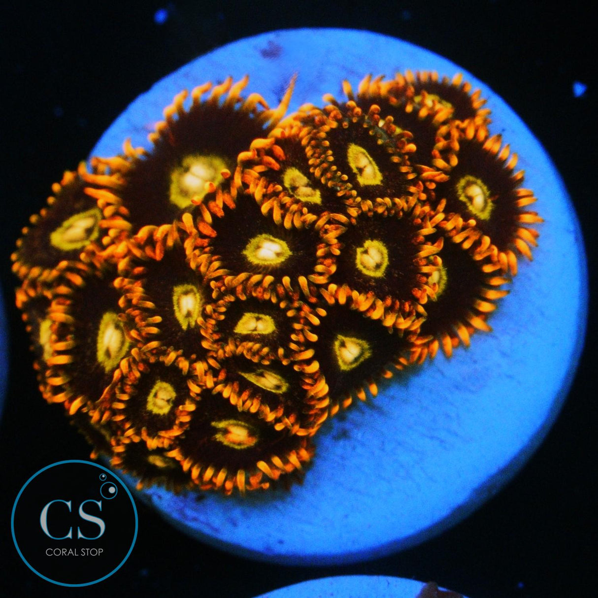 RAINBOW HORNET ZOA