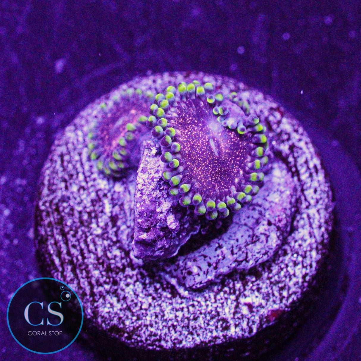 CS Dragon Mistress Zoa