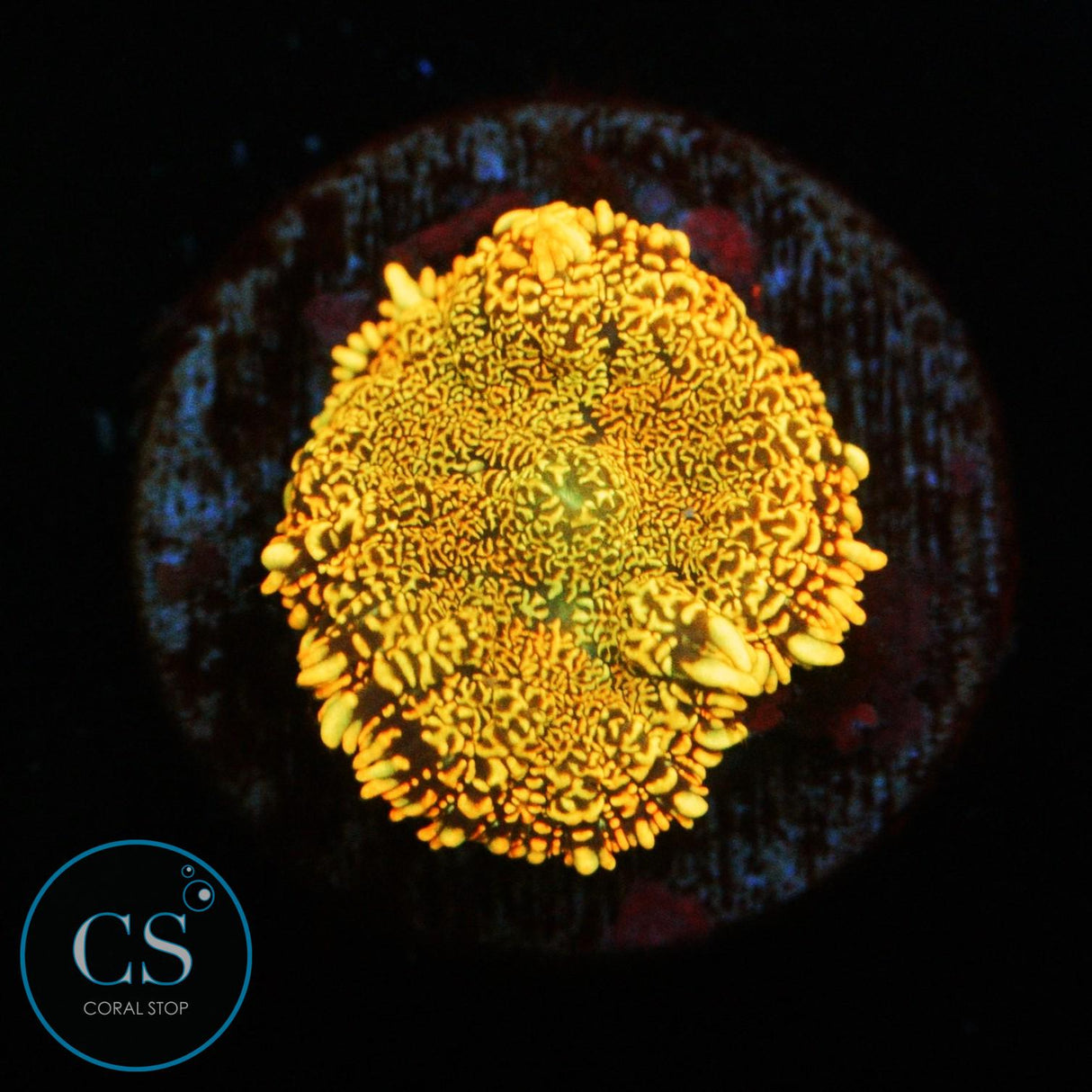FLAME FIELD MUSHROOM
