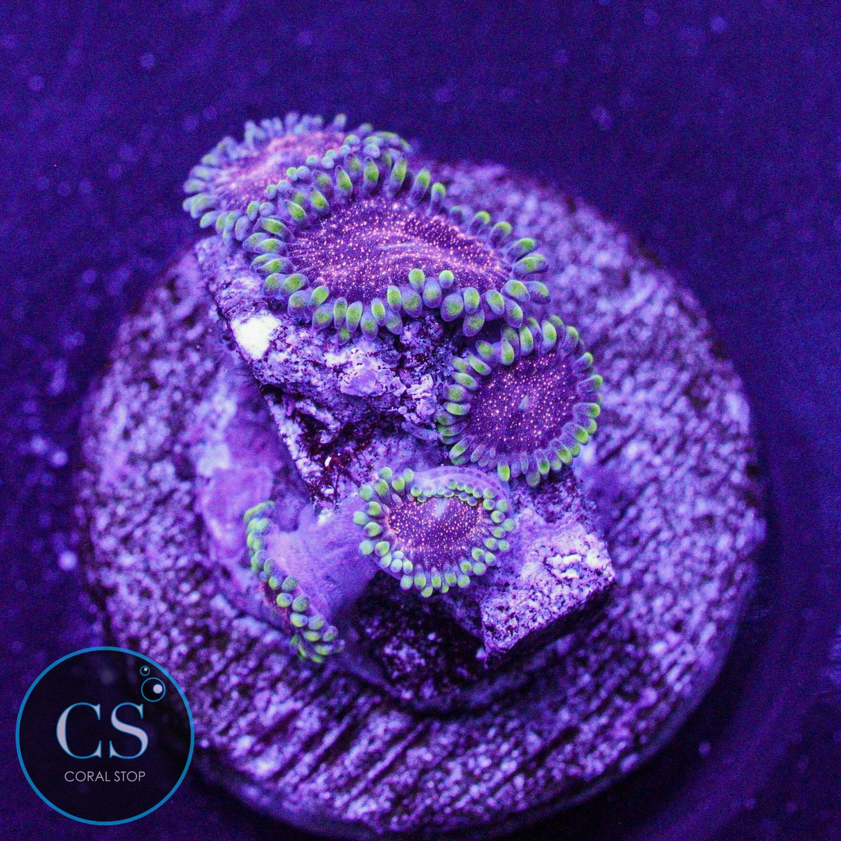 CS Dragon Mistress Zoa