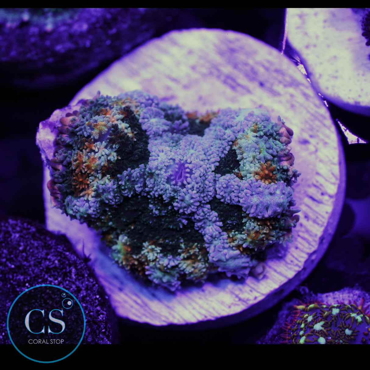 FRANKENSTEIN BRIDE BOUNCE MUSHROOM