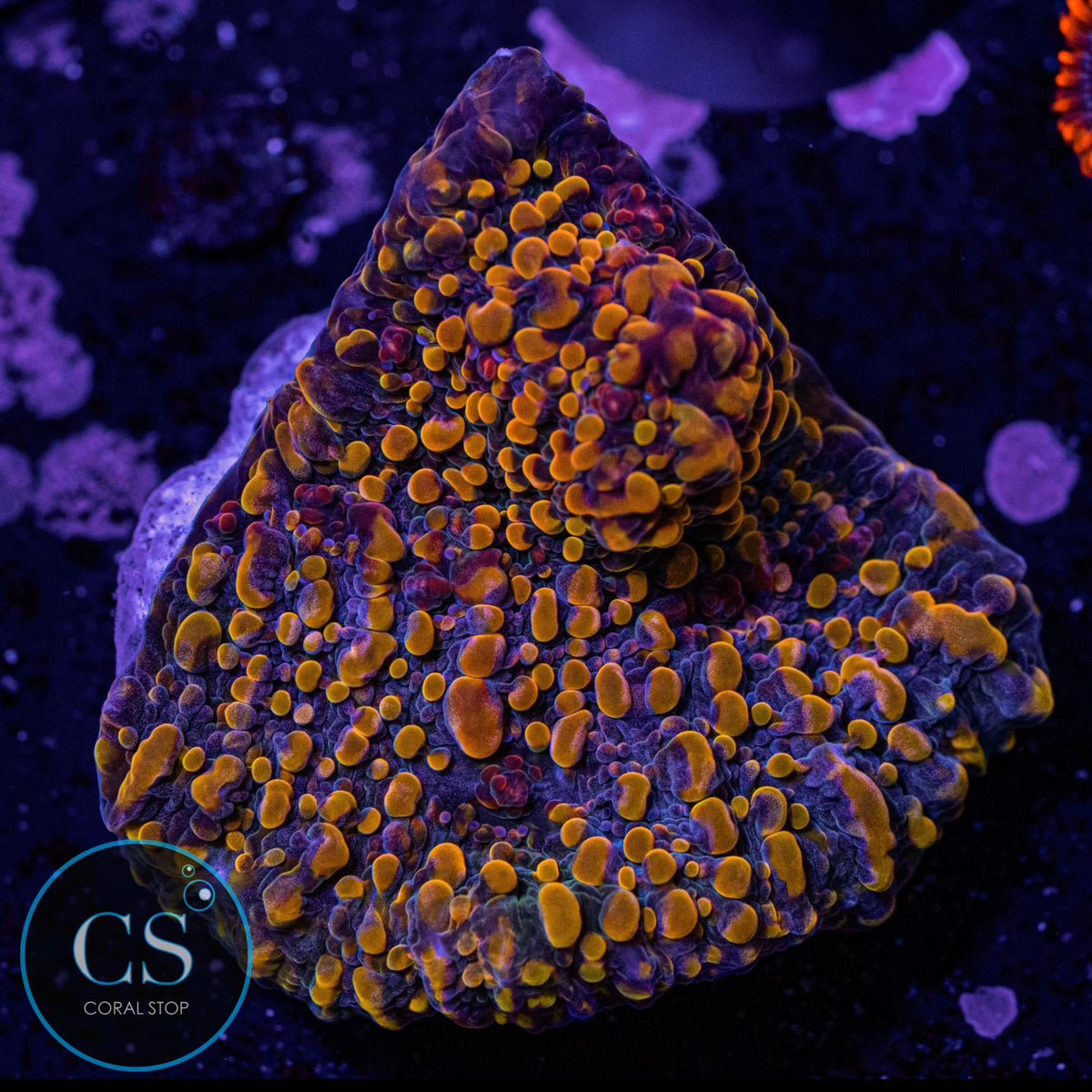 CC Cloudberry Chalice