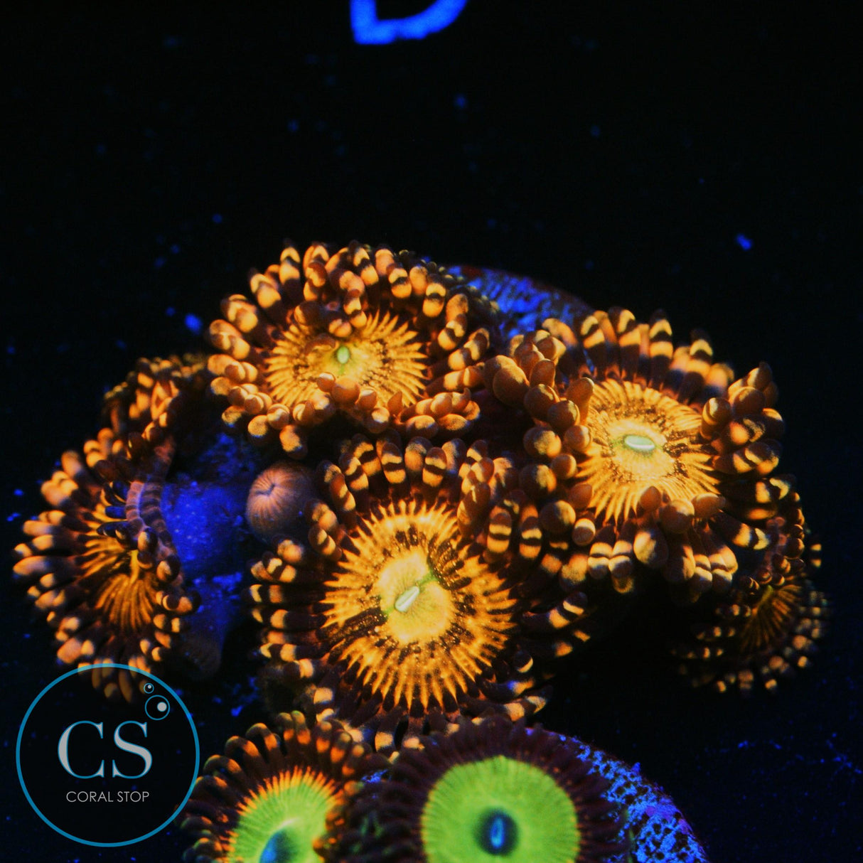 RAINBOW SAKURA ZOA