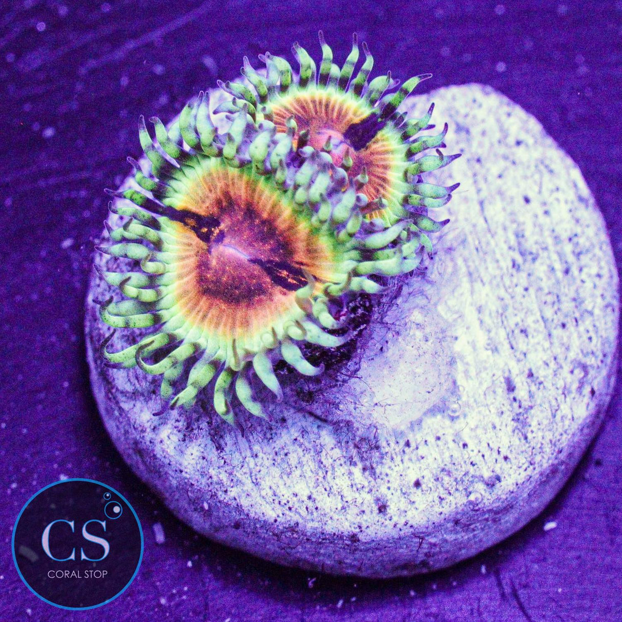 JF Bloodshot Zoa