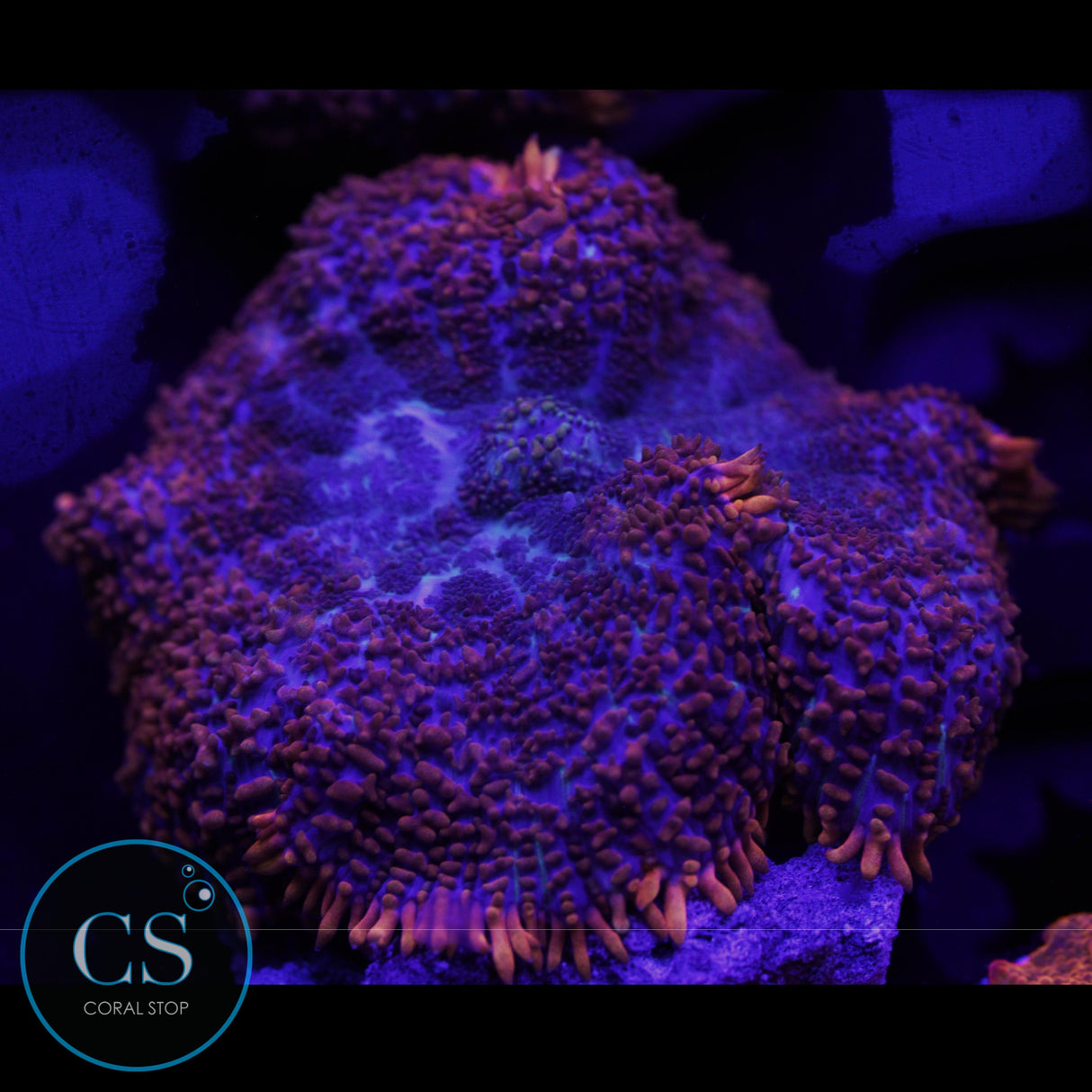 JUMBO SUPERMAN MUSHROOM