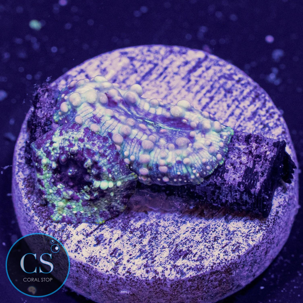 Neptune Bounce Mushroom Double
