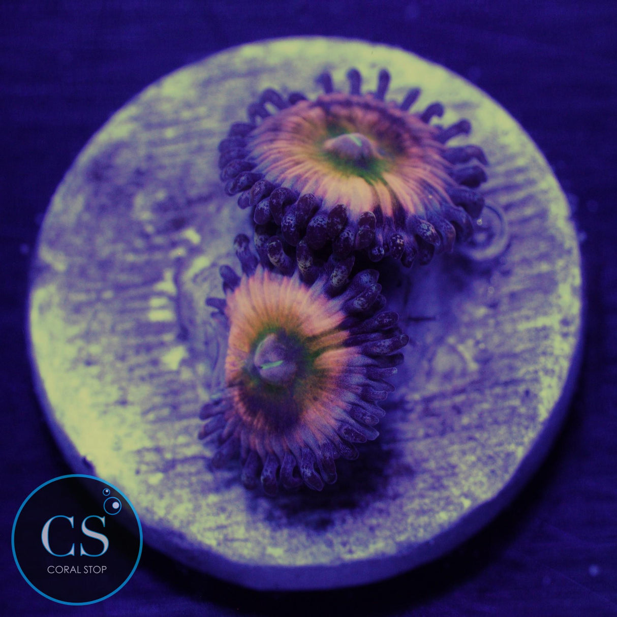 JF RAINBOW INFUSION ZOA