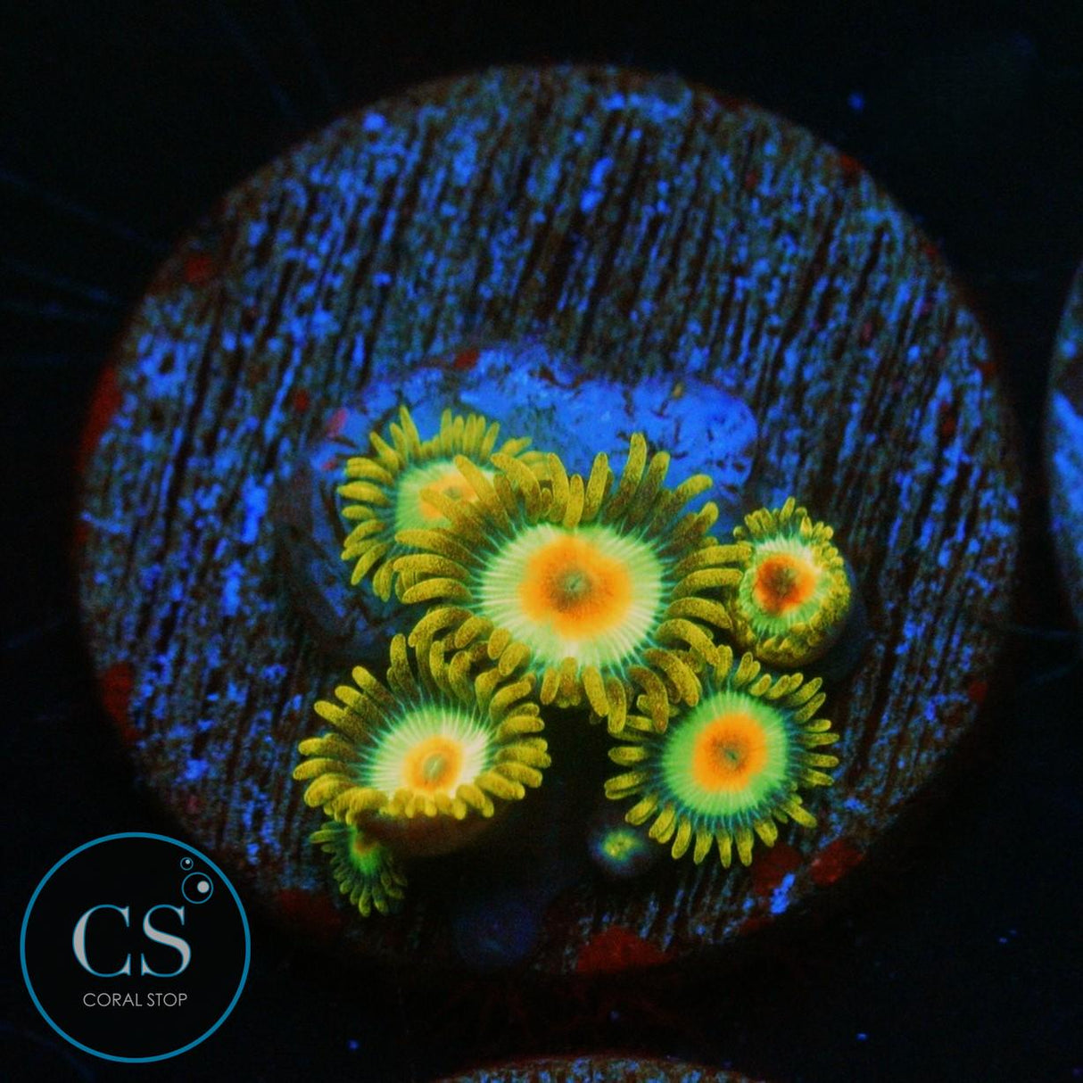RASTA ZOA