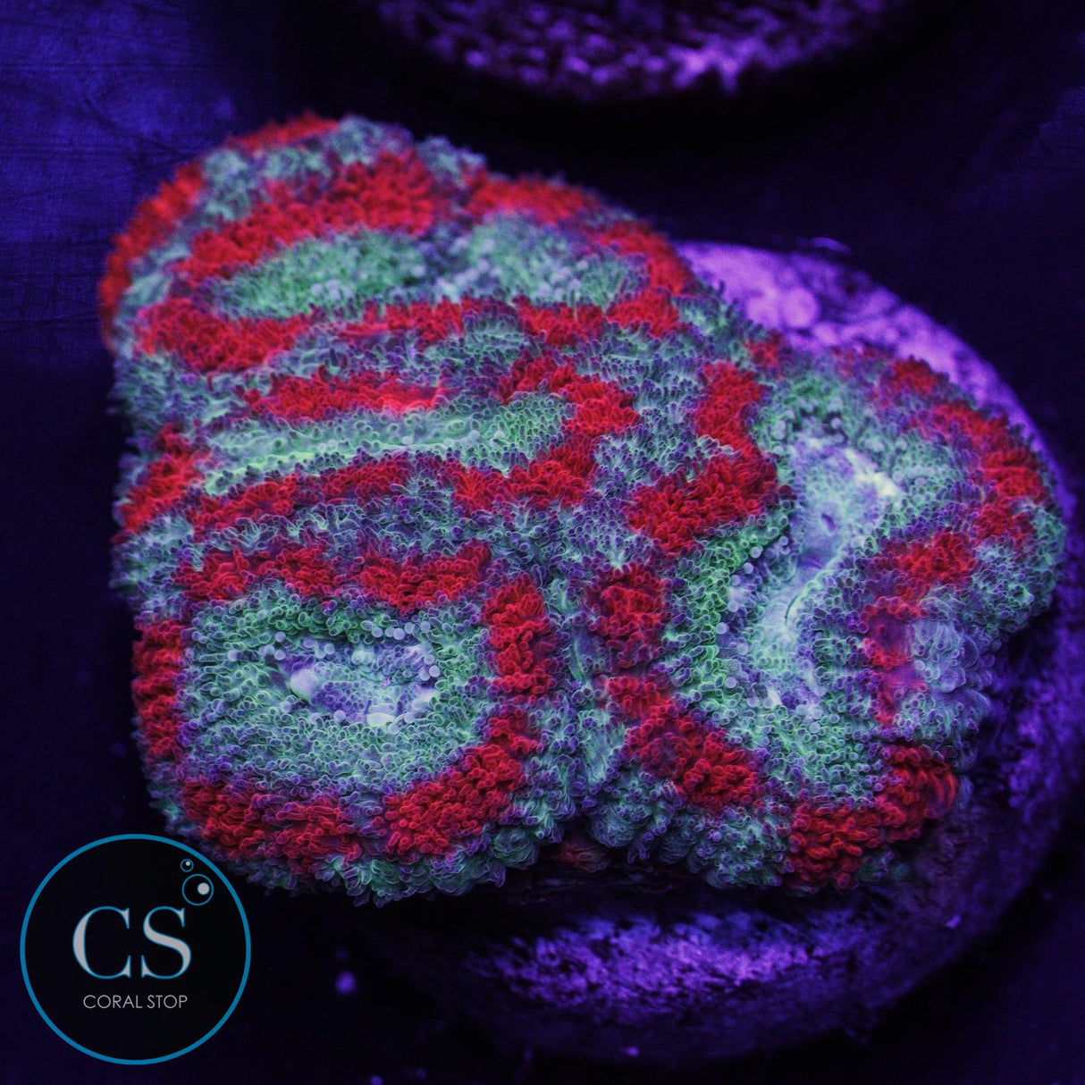 Demon Dungeon Asian Acan
