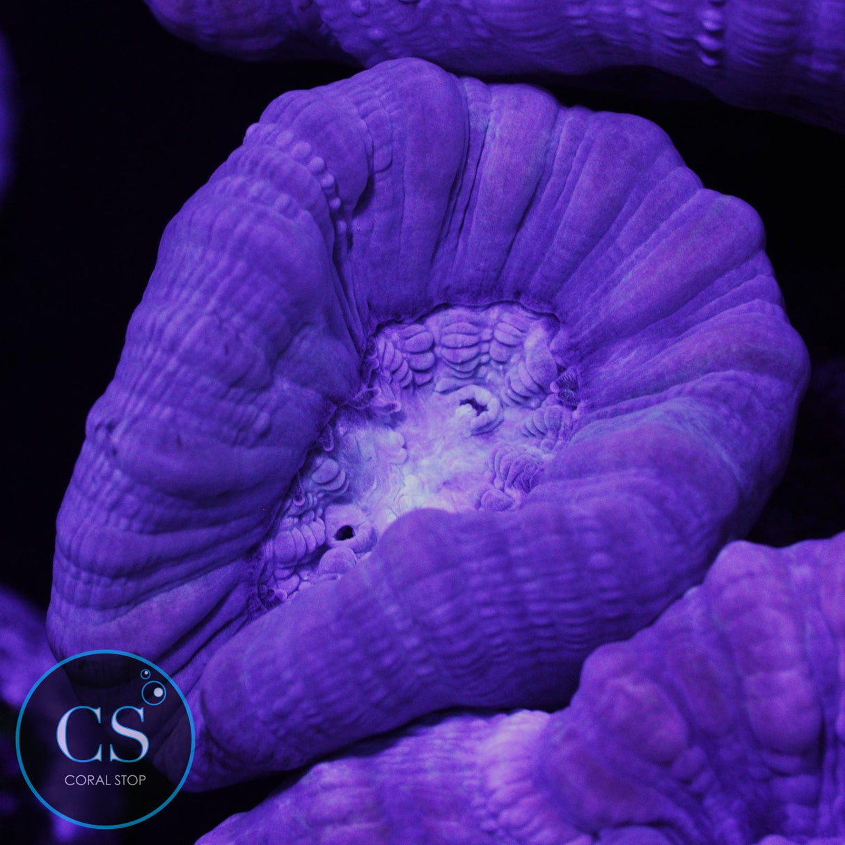 Reef Builders Giant Purple Candy Cane