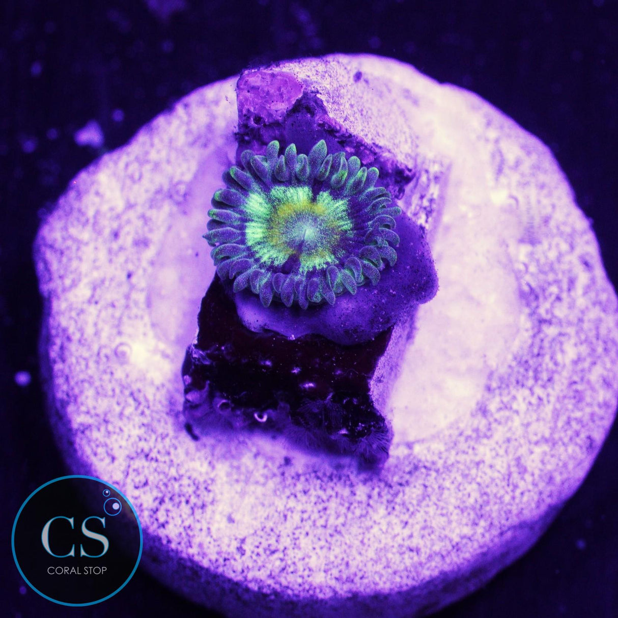 Spectral Hornet Zoa
