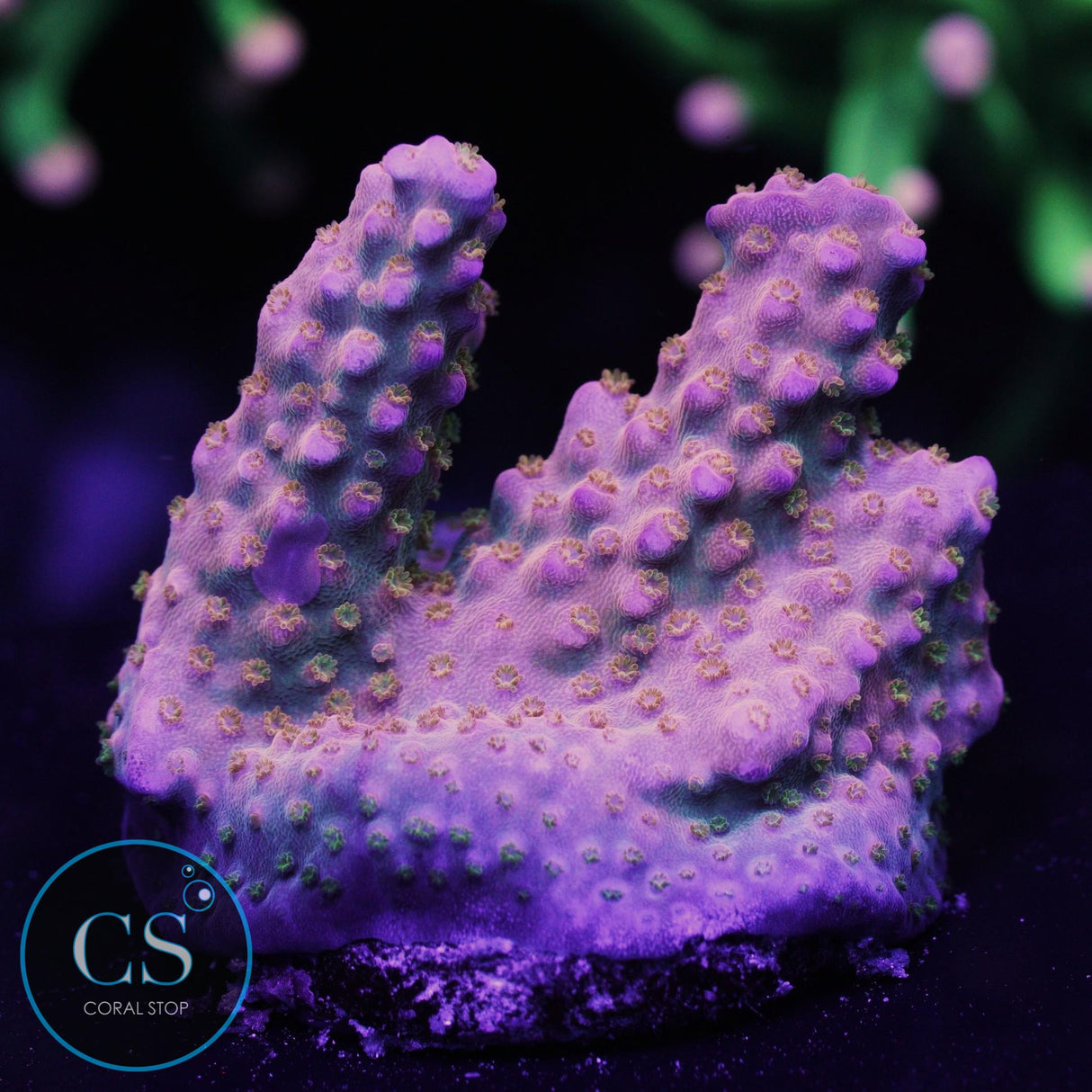 R66 Merlin Staff Acropora