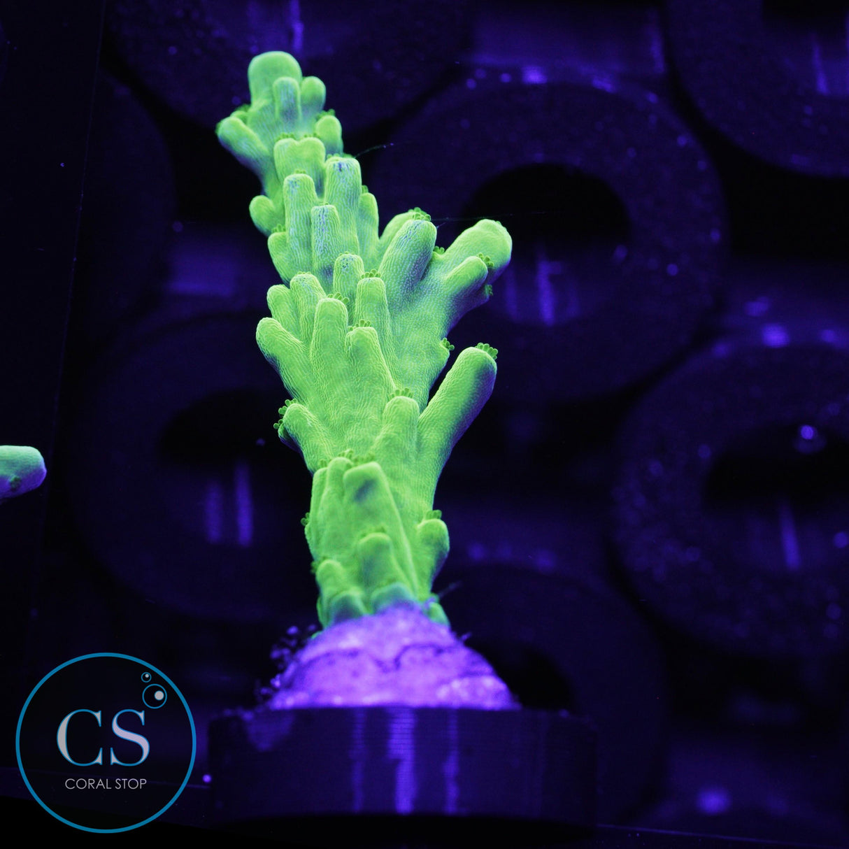 SR Key Lime Pie Acro