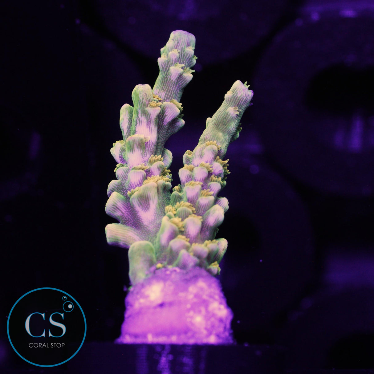 Big R Walt Disney Acro