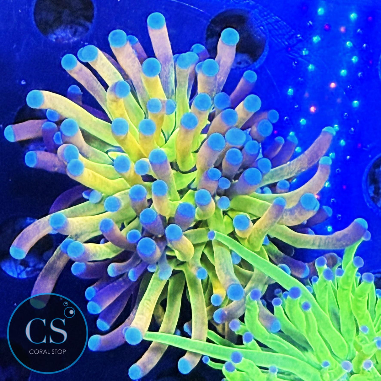 Reverse Holy Grail Tiger Torch