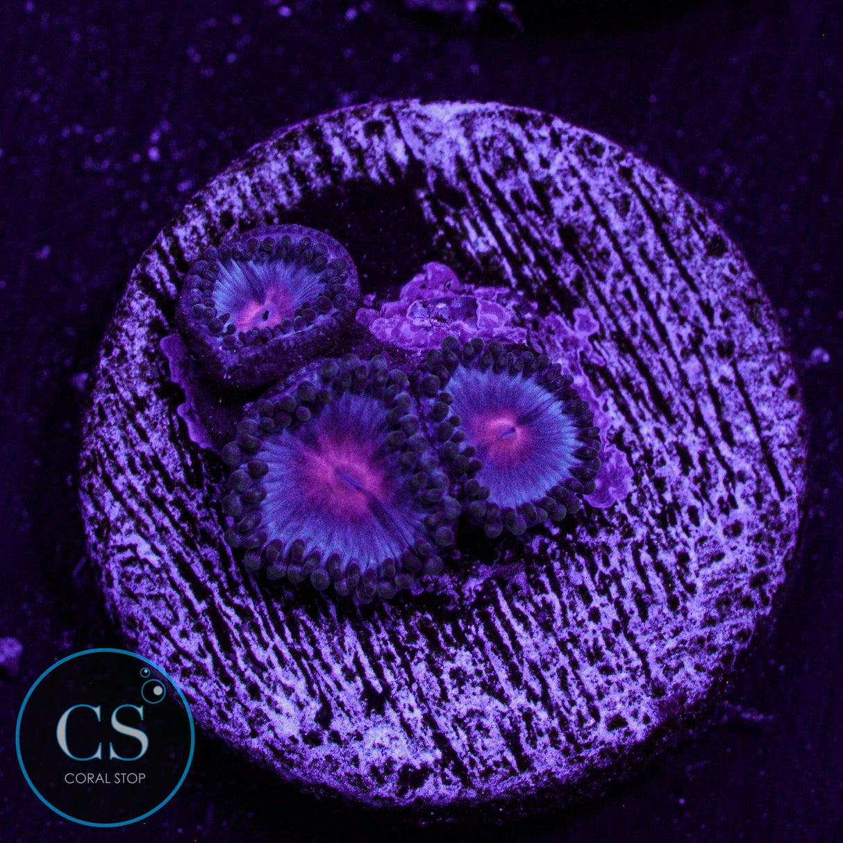 Miami Vice Zoa