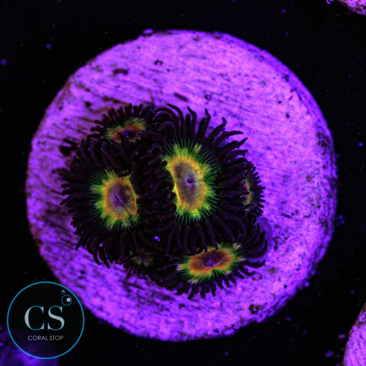 Jurassic Park Zoa