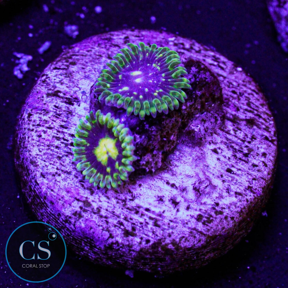 Exosphere Zoa