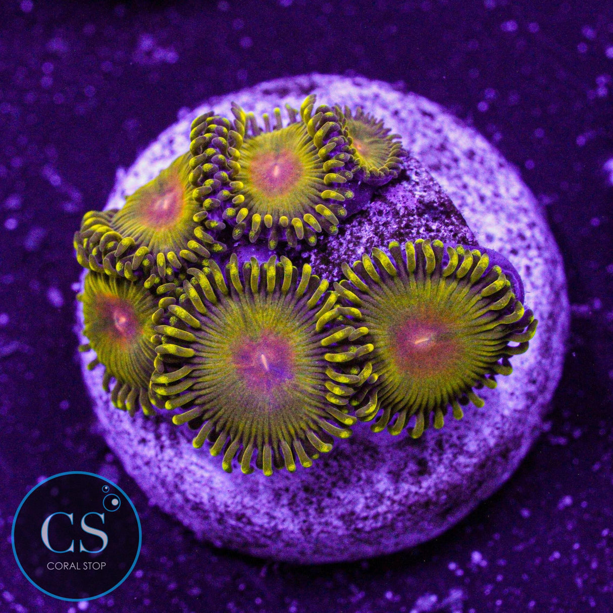 WWC Golden Gods Zoa