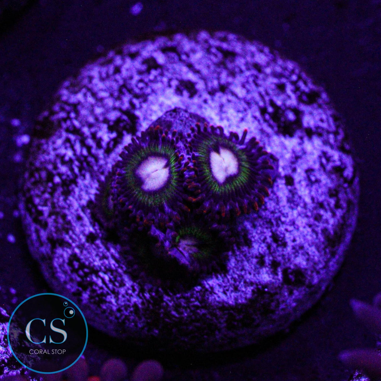 Treehouse On Fire Zoa
