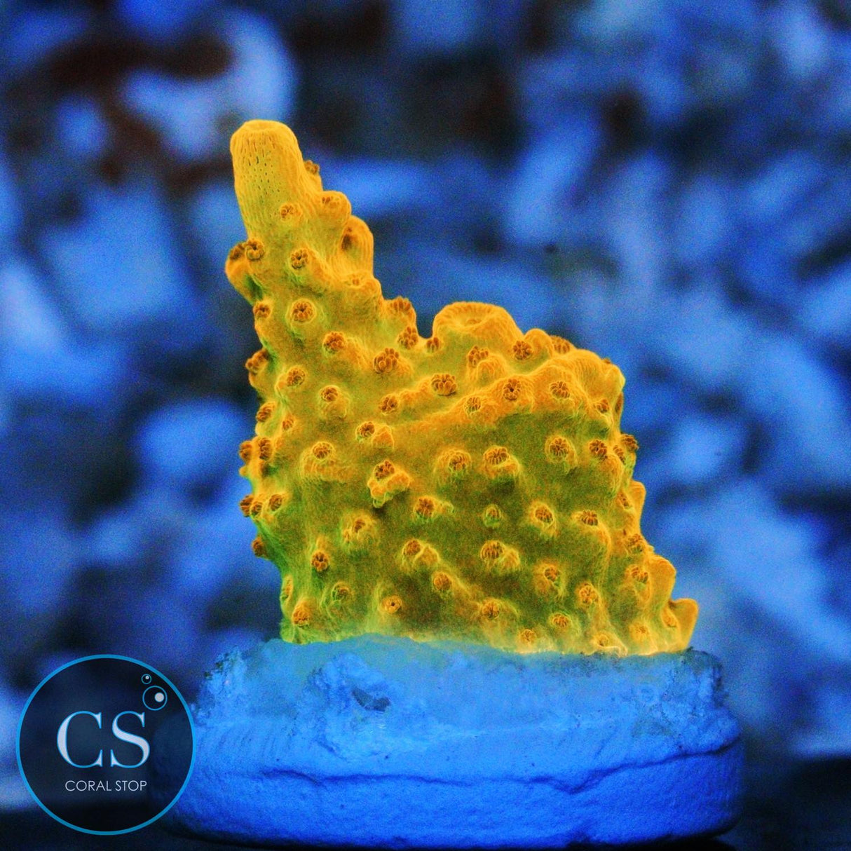 TGC CREAMSICLE ACRO