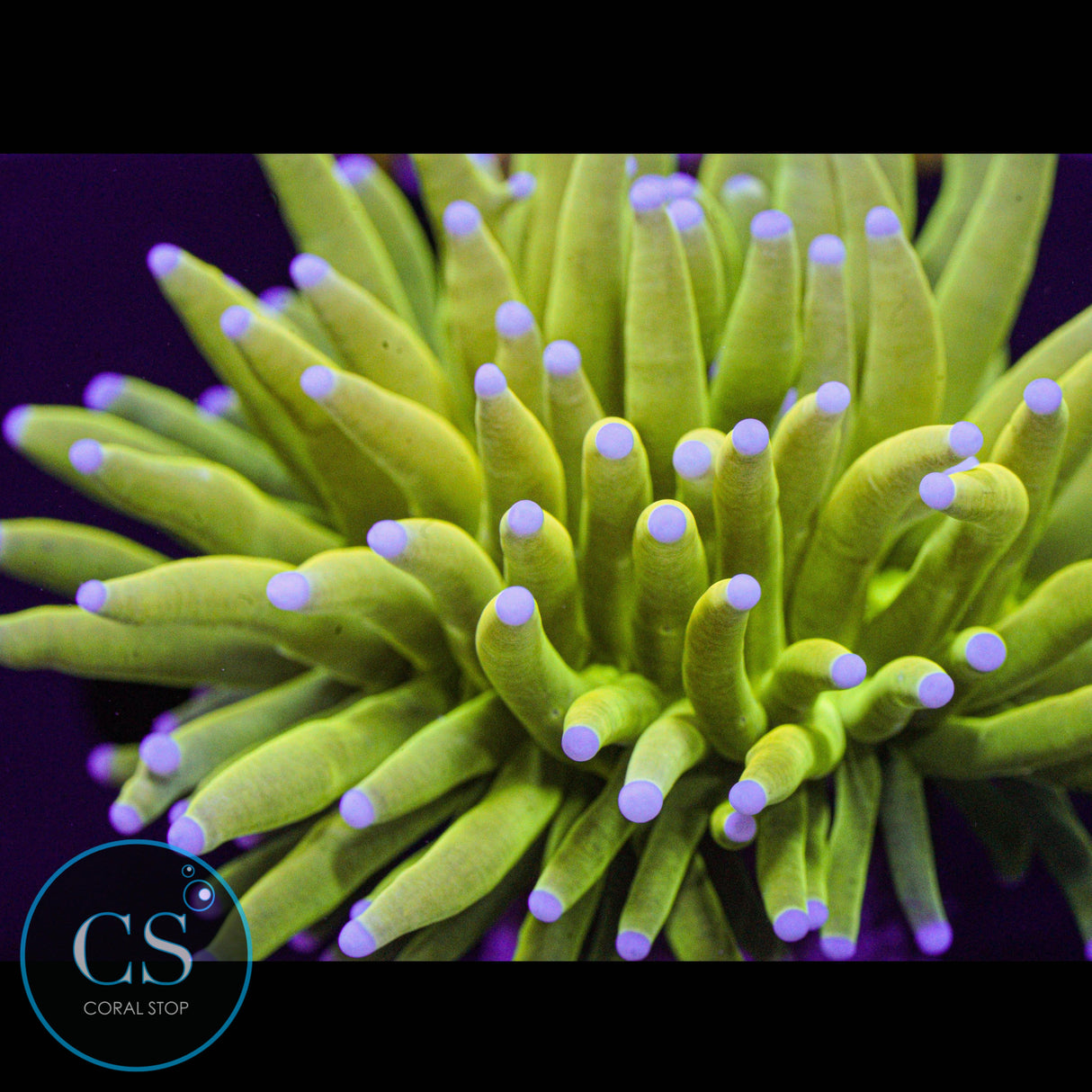 Blue Tip Holy Grail Torch