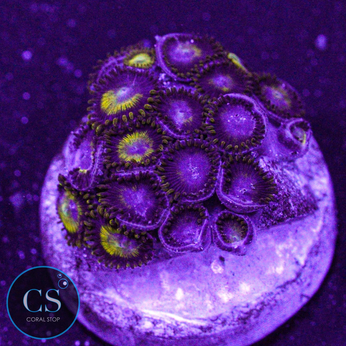 King Midas Zoa