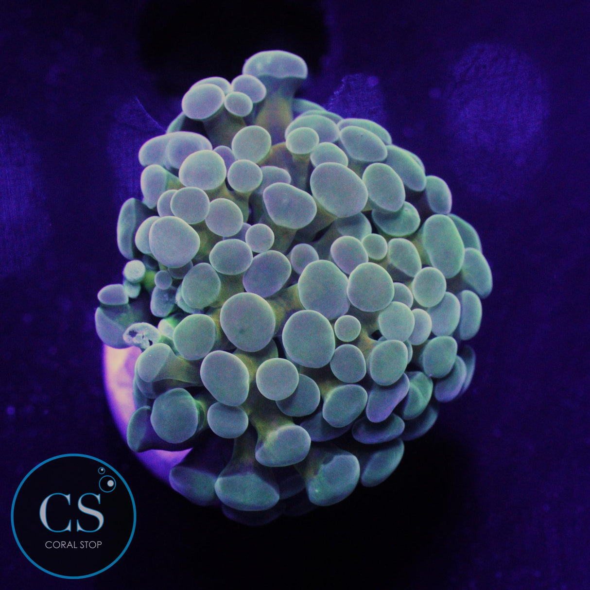 GOLD STEM BABY BLUE TIP CRISTATA
