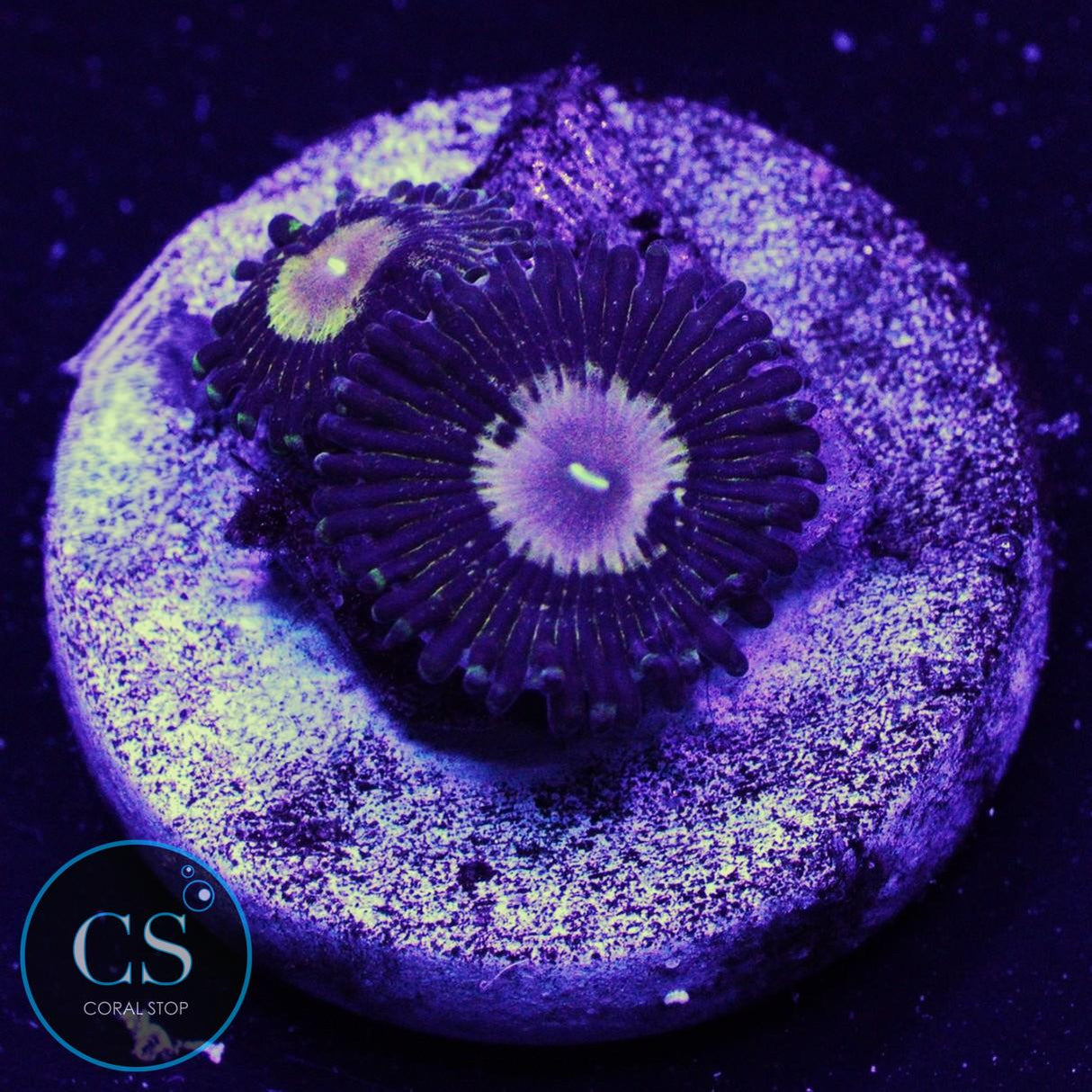 QUEEN KRAKATOA ZOA