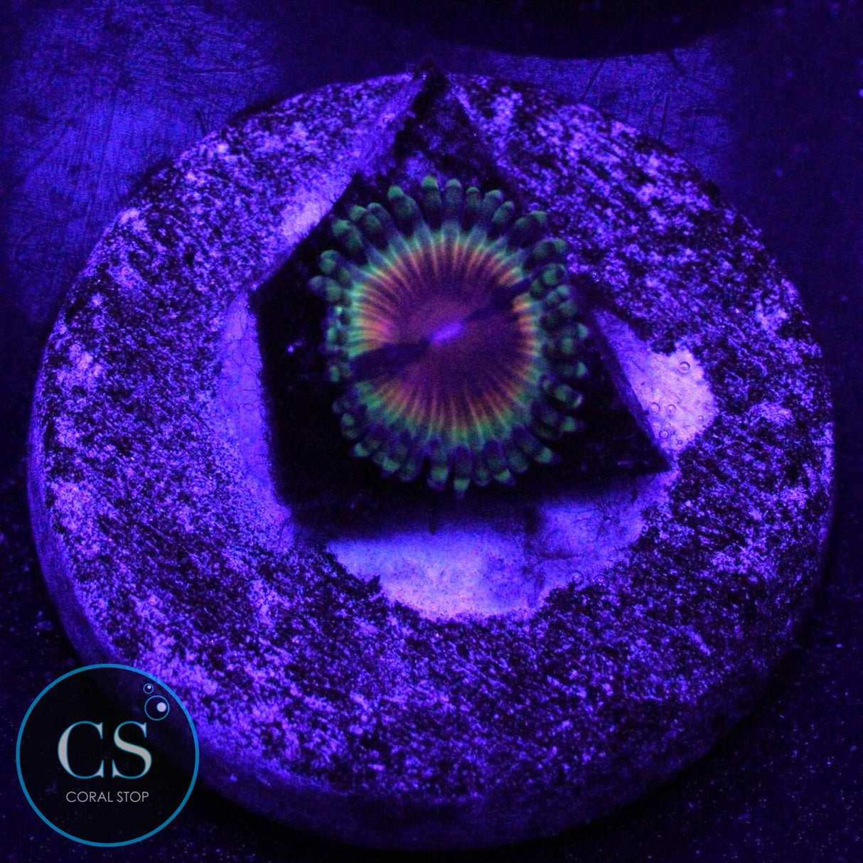 JF BLOODSHOT ZOA