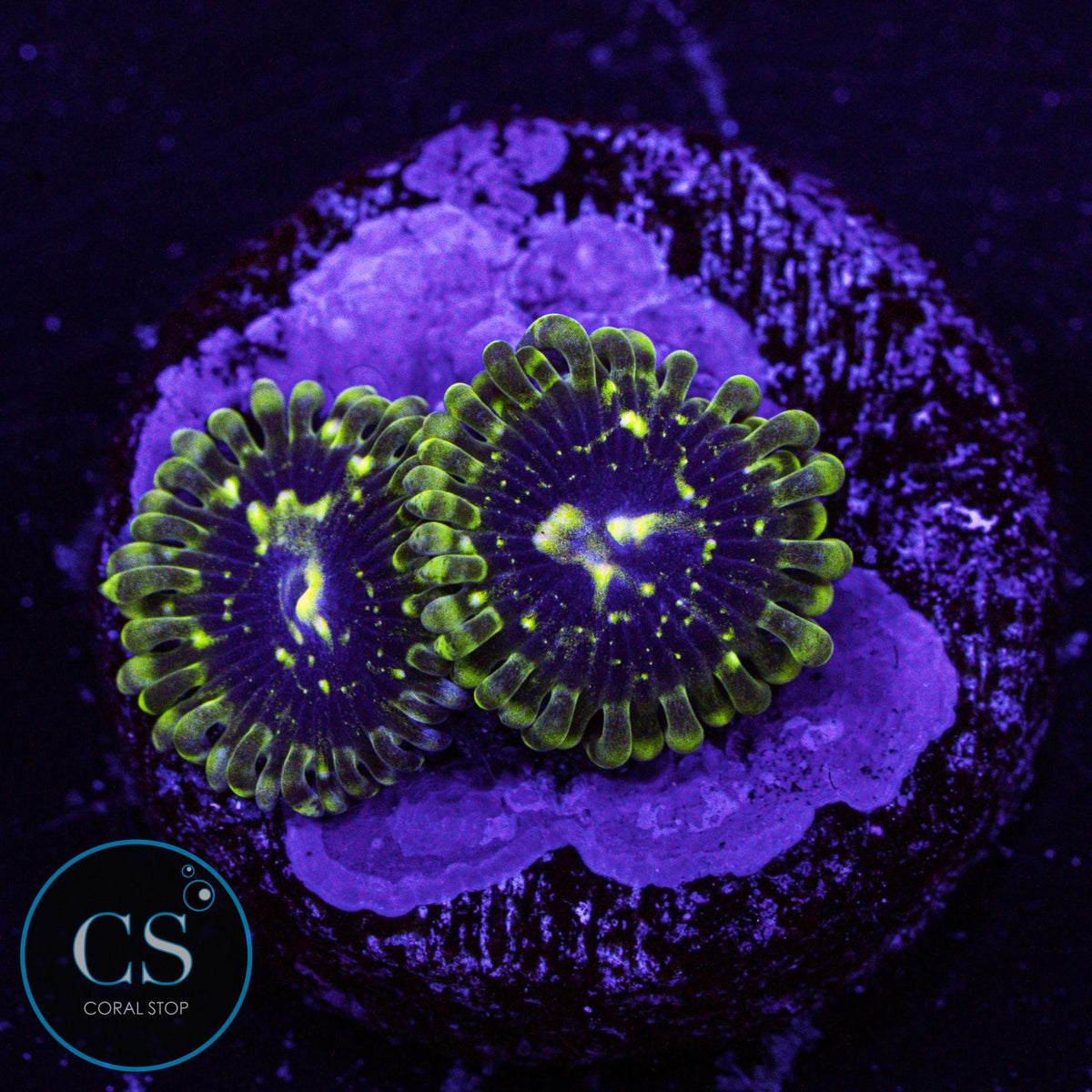 Exosphere Zoa