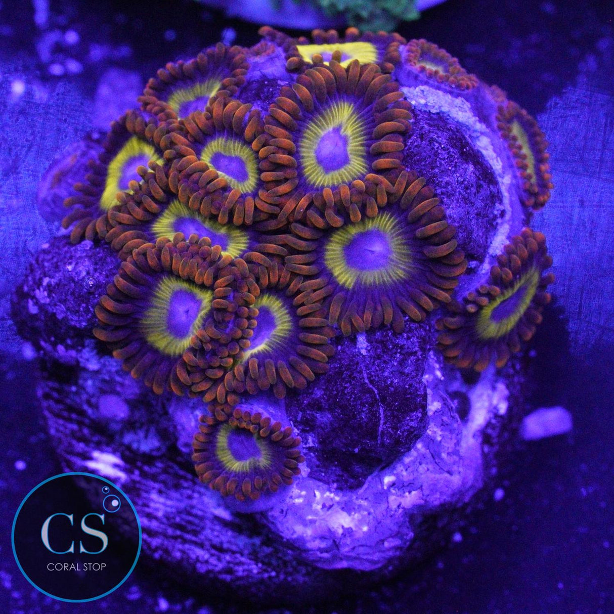 FRUIT LOOPS ZOA