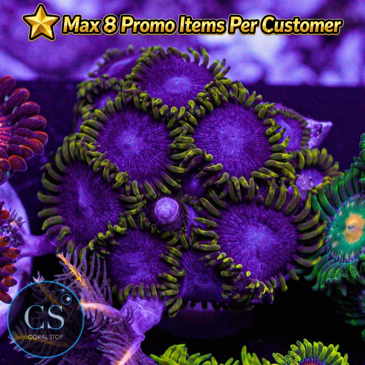 Blue Phoenix Zoa