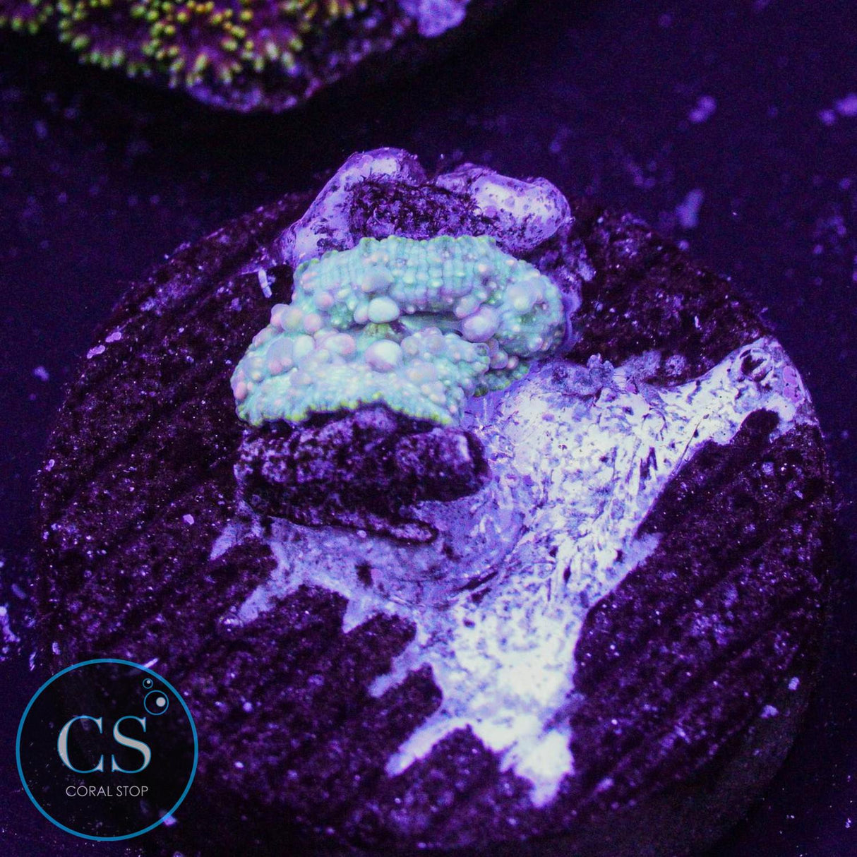 Neptune Bounce Mushroom