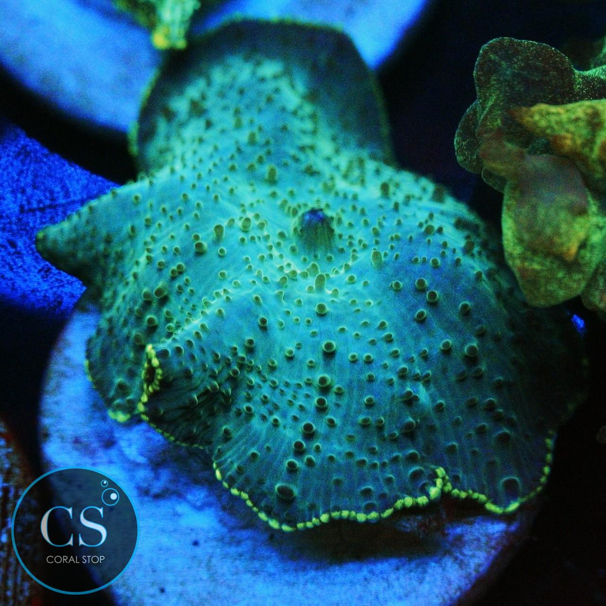 BLUE DISCO MUSHROOM