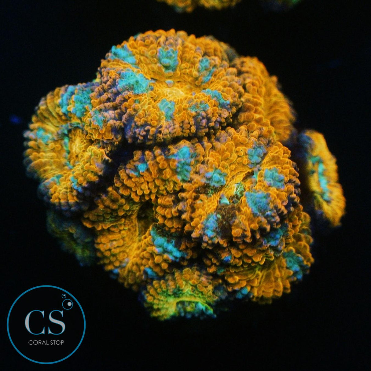 RAINBOW ACAN