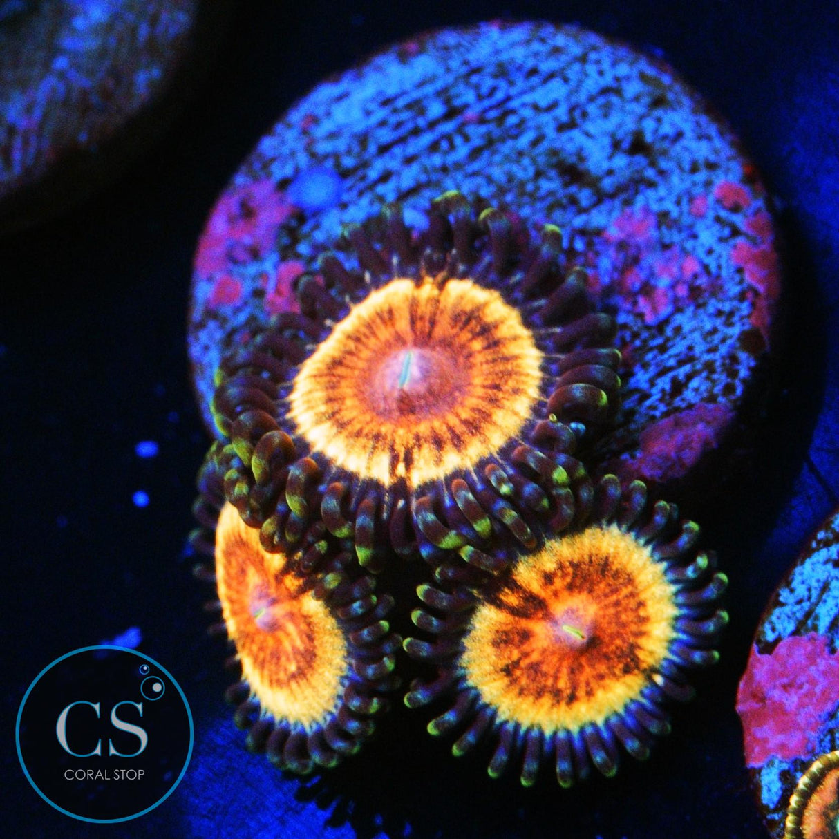 KUSH CORALS BLOODSUCKERS ZOA
