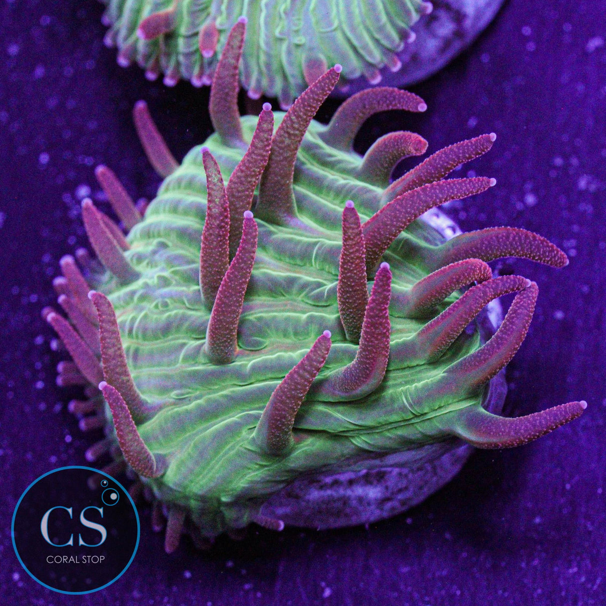 Flame Tip Diaseris Plate