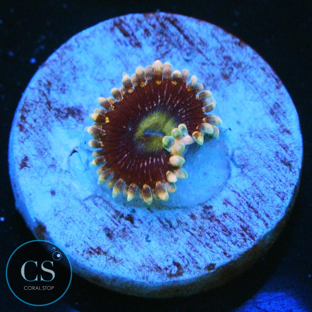 BLACK "PEOPLE EATERS" ZOA