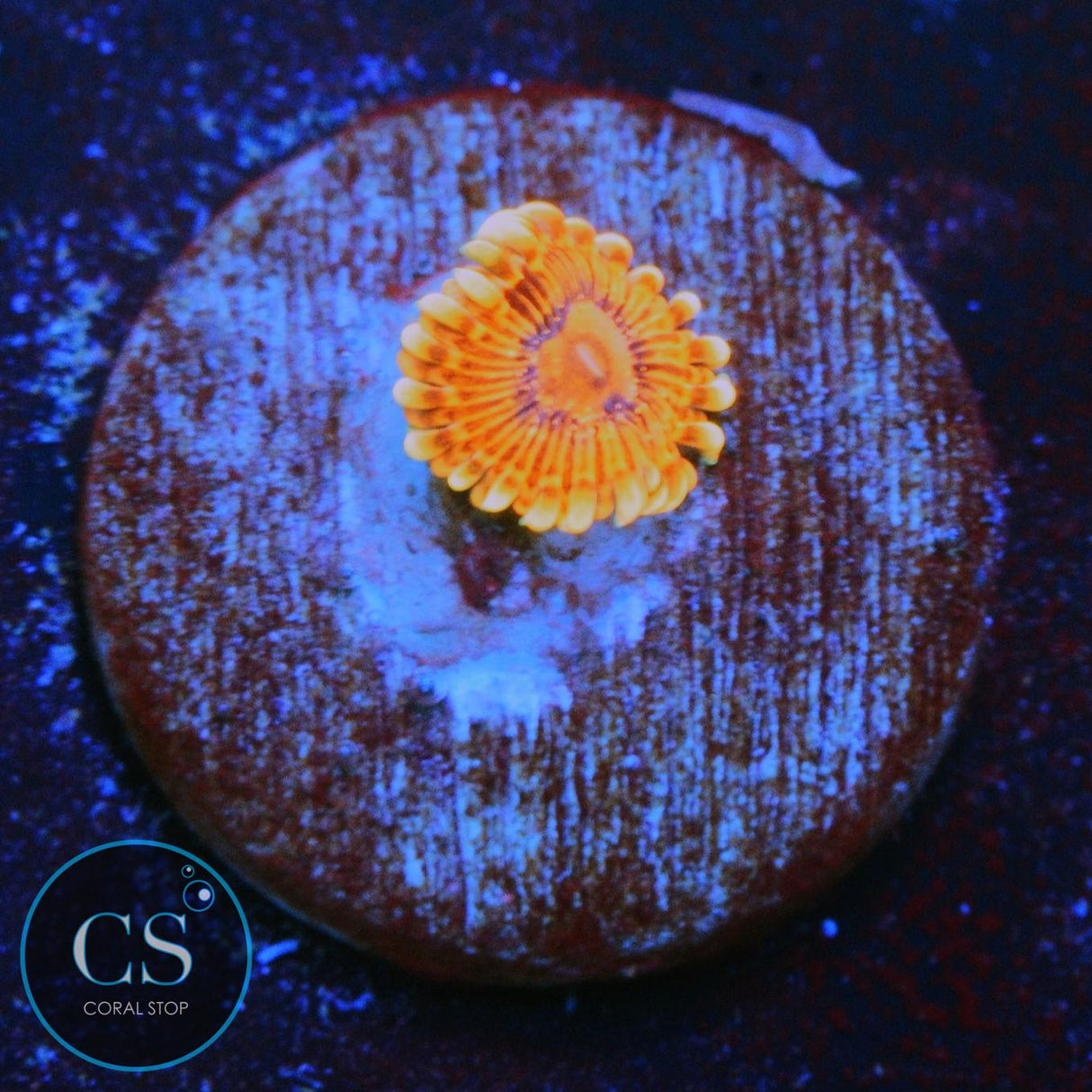 BURNING EMBERS ZOA
