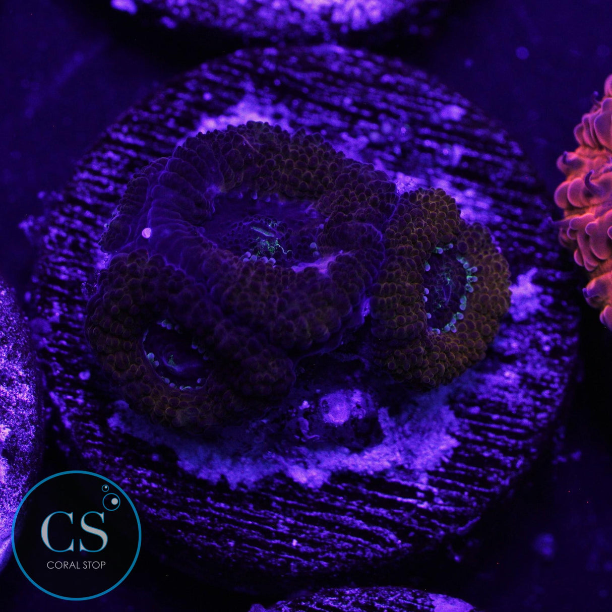 PEPPERMINT MICROMUSSA